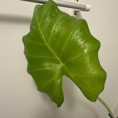 観葉植物　高さ120cmの画像
