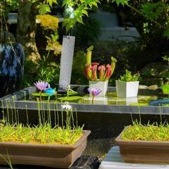 熱帯睡蓮　開花株の画像