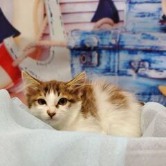 長毛の茶白女子 美猫ちゃんです。 2ヶ月くらい