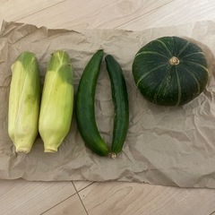 堺市　野菜　カボチャ　きゅうり　とうもろこし