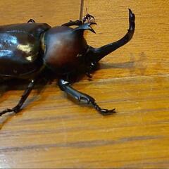 カブトムシ 1匹