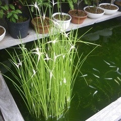 シラサギカヤツリ　水草　ビオトープ　水辺植物