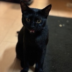 黒猫探しています