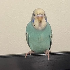 セキセイインコ3ヶ月