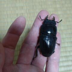 スマトラオオヒラタ(幼虫)の画像