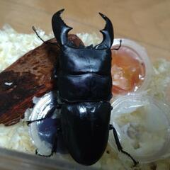 スマトラオオヒラタ(幼虫)の画像