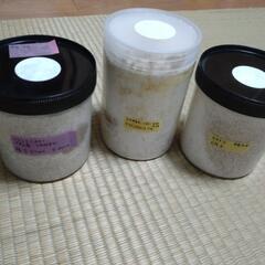 スマトラオオヒラタ(幼虫)の画像