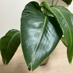 観葉植物　オーガスタの画像