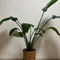 観葉植物　オーガスタの画像