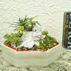 サンダンカとリュウノヒゲの画像