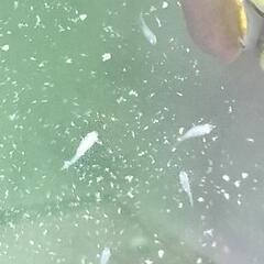 メダカ幼魚　稚魚の画像