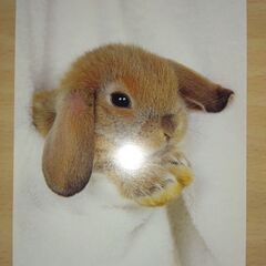 ポストカード　ウサギ　3枚の画像