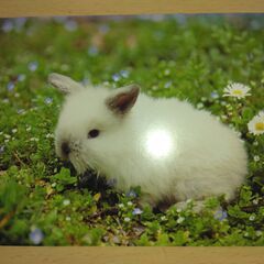 ポストカード　ウサギ　3枚の画像