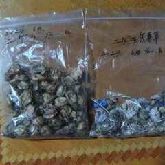 ニゲラ、矢車草の種　いかがでしょうか？