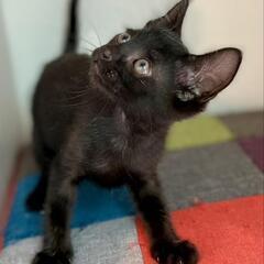 真っ黒カラスもビックリ艶やかな2ヶ月の男の子幸せにして下さい。 - 猫