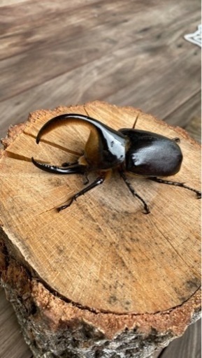 サタンオオカブトペア