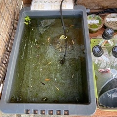 メダカ無人販売 (石ちゃんメダカ) 並河のその他の中古あげます