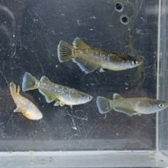 メダカ無人販売 (石ちゃんメダカ) 並河のその他の中古あげます