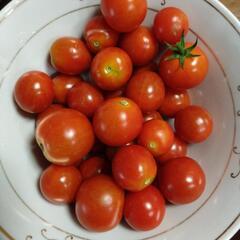ミニトマト7月13日