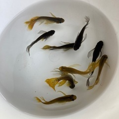 黄ビレオロチヒレ長・成魚1匹の画像
