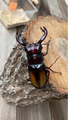 エロンガトゥスペア