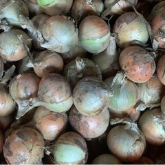 訳あり　玉ねぎ　10kg