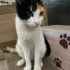 エイズキャリアの三毛猫ちゃん❣️