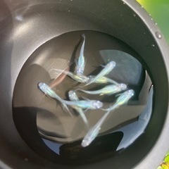 雫メダカ