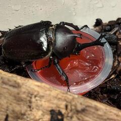 １、カブトムシ

オスとメスペアセット