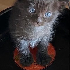 黒猫 １ヶ月のオス