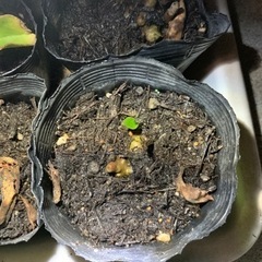 オカワカメ　　おかわかめ　　雲南百薬の画像