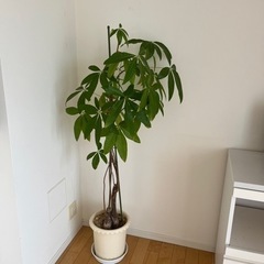 お相手決まりました　パキラ
