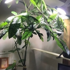 パキラ 斑入り カット苗