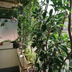 終了／観葉植物 インテリア ガーデニング お地蔵さんの後ろのユッ...