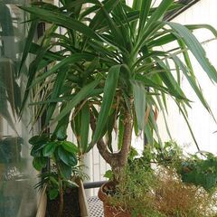 終了／観葉植物 インテリア ガーデニング お地蔵さんの後ろのユッカ希望用の画像