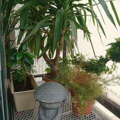 終了／観葉植物 インテリア ガーデニング お地蔵さんの後ろのユッカ希望用の画像