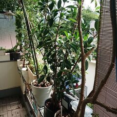 終了／観葉植物 インテリア ガーデニング お地蔵さんの後ろのユッカ希望用の画像