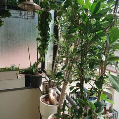 終了／観葉植物 インテリア ガーデニング お地蔵さんの後ろのユッカ希望用の画像