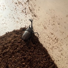 カブトムシ　オスの画像