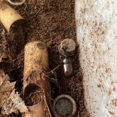 カブトムシ　オスの画像