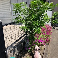 シークァーサーの木の画像
