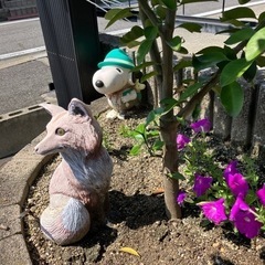 シークァーサーの木の画像
