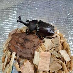 カブトムシ ♂オスの画像