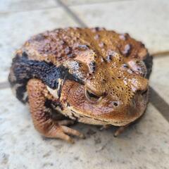 アズマヒキガエル(メス？約9cm)の画像