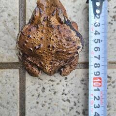 アズマヒキガエル(メス？約9cm)