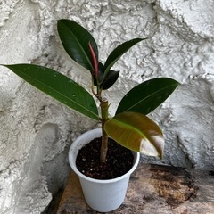 観葉植物 フィカス エラスティカ 鉢植え ガーデニング