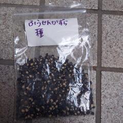 フウセンカズラ　種