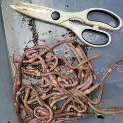活ドバミミズ　40匹の画像