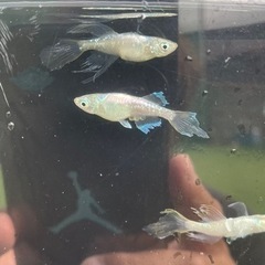 緑光半月　オス2メス2  夢中めだかさん血統の画像