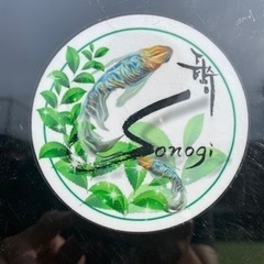 緑光半月　オス2メス2  夢中めだかさん血統の画像